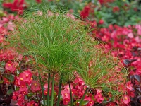 p9213005 f 1  IGA Berlin 2017