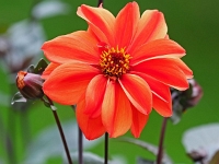 p9213007 f 1  IGA Berlin 2017