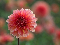 p9213030 f 1  IGA Berlin 2017