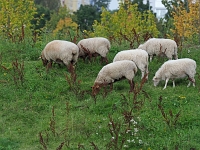 p9213035 f 1  IGA Berlin 2017