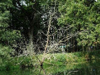 p9231320 f 1  Spreewald