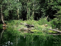 p9231322 f 1  Spreewald