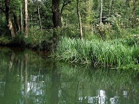 p9231324 f 1  Spreewald