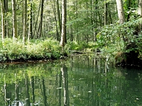 p9231338 c f 1  Spreewald
