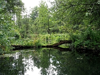 p9231359 c f 1  Spreewald