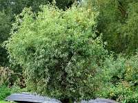 p9233591 f 1  Spreewald