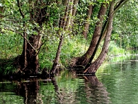 p9233596 f 1  Spreewald