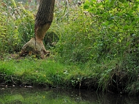 p9233602 f 1  Spreewald