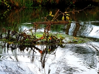 p9233610 f 1  Spreewald