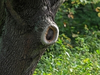 p9233625 f 1  Spreewald