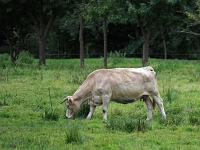 p9233661 f 1  Spreewald