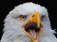 p4156551 1  Greifvogelstation und Wildfreigehege Hellenthal