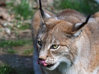 p4156932 1  Greifvogelstation und Wildfreigehege Hellenthal