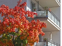 Herbst  Arnulfpark München